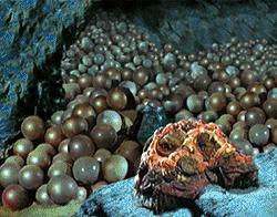 Mother Horta - showing Kirk and Spock her eggs - Janos Prohaska