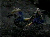 Actual appearance of Korob and Sylvia